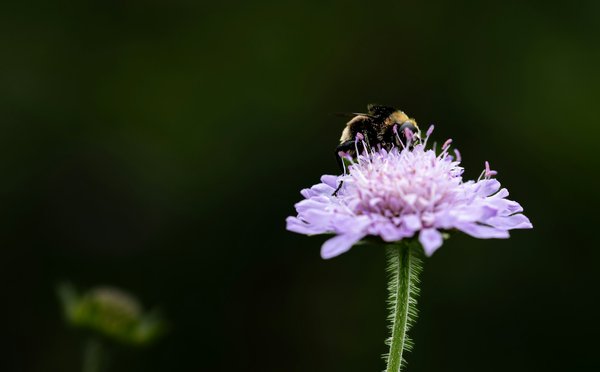 Comment créer un espace de cohabitation pour les insectes pollinisateurs dans votre jardin?