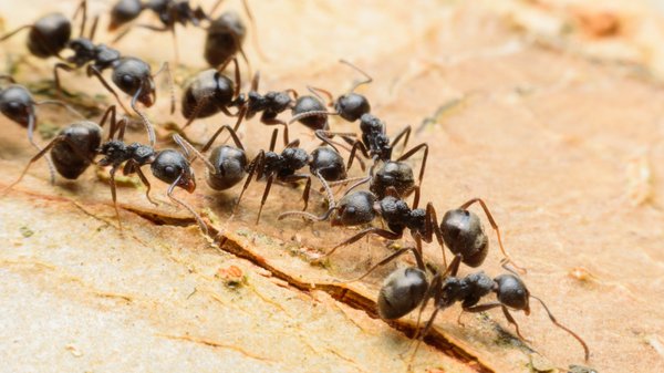 Que faire en cas de piqûre de fourmi ?